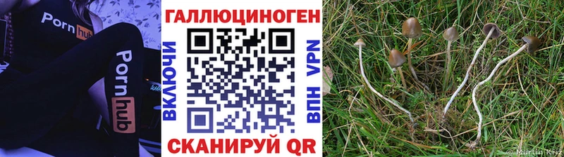 где можно купить   Волгодонск  Псилоцибиновые грибы прущие грибы 